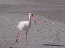 White Ibis on Sanibel Island